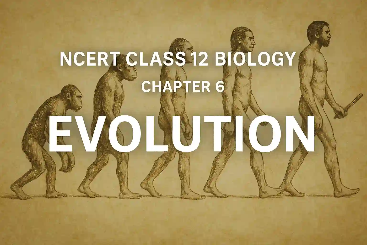 NCERT Class 12 Biology Chapter 6: Evolution PDF Notes
